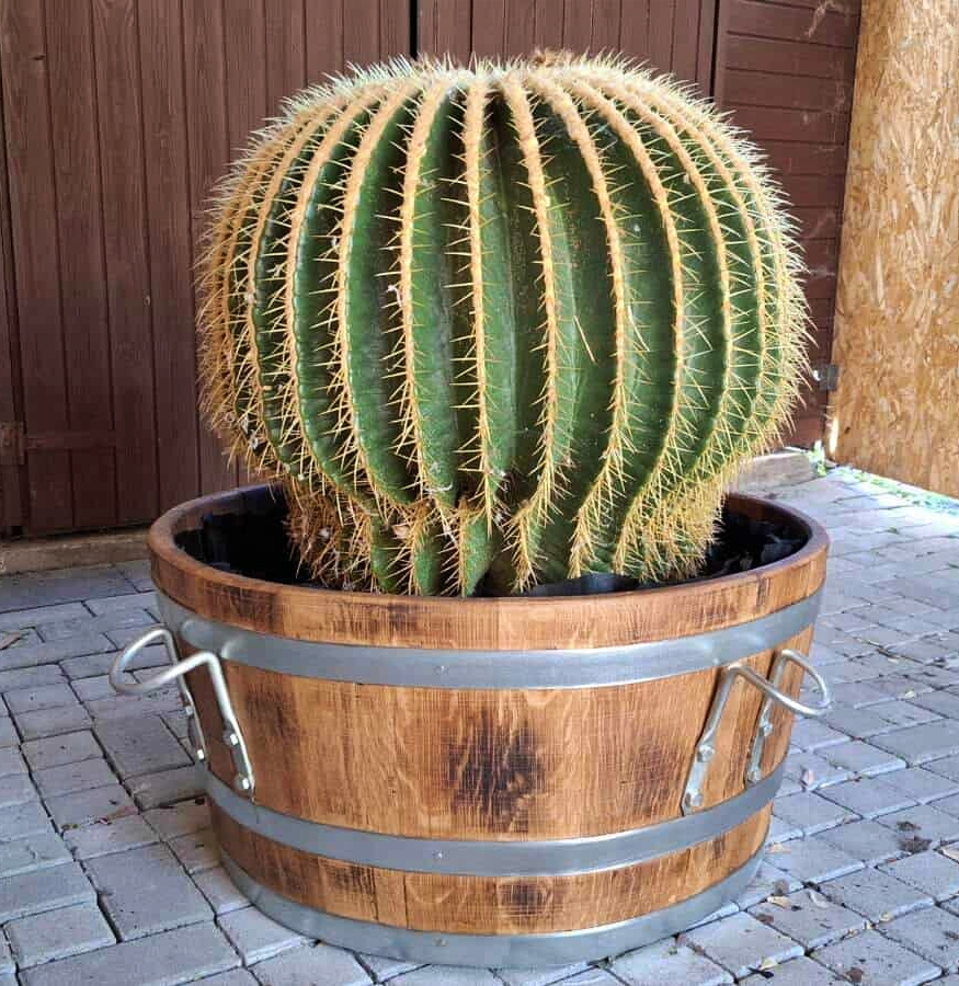 40 cm magas, 80 cm átmérőjű virágdézsa óriás kaktusznak